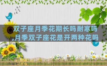 双子座月季花期长吗耐寒吗,月季双子座花是开两种花吗
