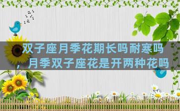 双子座月季花期长吗耐寒吗，月季双子座花是开两种花吗